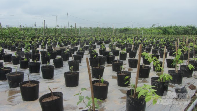 Mô hình trồng cây giống tại nhà vườn ươm cây Lan Ngọc