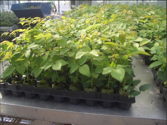 Sử dụng khay ươm để nhân giống cây trồng