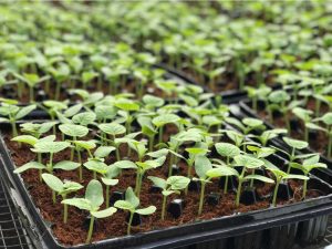 Ưu điểm khi trồng và ươm hạt giống cây trong khay ươm