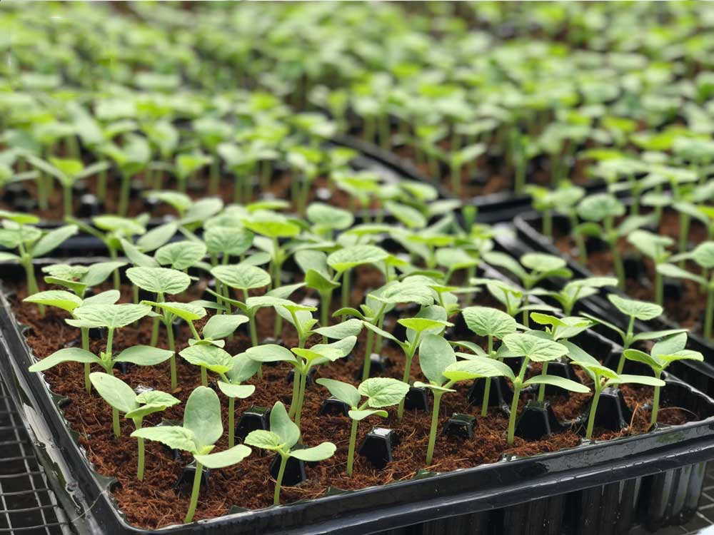 Ưu điểm khi trồng và ươm hạt giống cây trong khay ươm