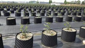 Sự khác biệt bầu ươm lỗ thông minh