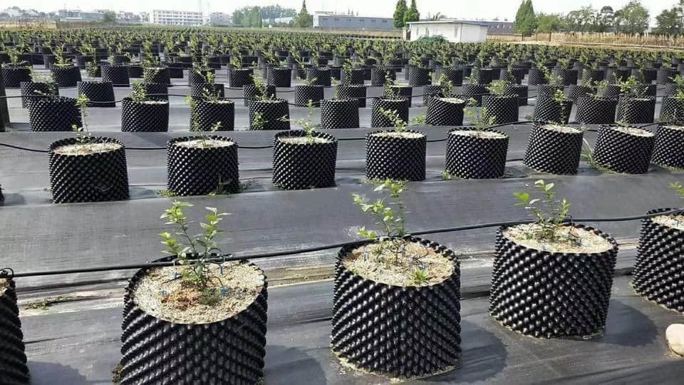 Sự khác biệt bầu ươm lỗ thông minh