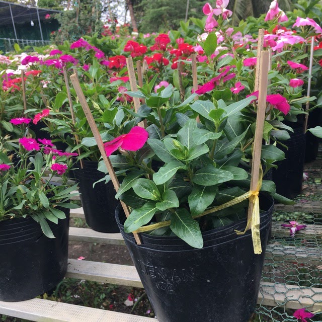 Kỹ thuật trồng cây bằng chậu ươm hiệu quả