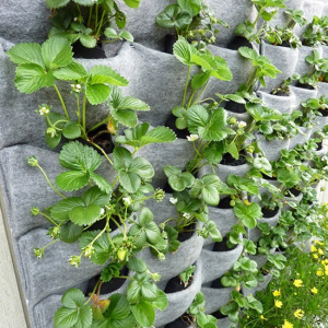 Cách trồng dâu tây tại nhà sai quả