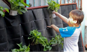 Ưu điểm trồng cây bằng túi vải địa kỹ thuật