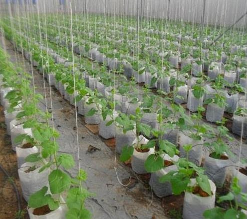 Thăm vườn trồng dưa lưới bằng túi vải trồng cây